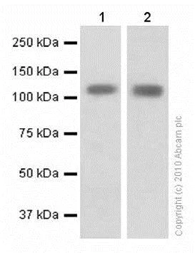 Western blot - Anti-KAP1 antibody [EPR5249] - BSA and Azide free (AB247904)