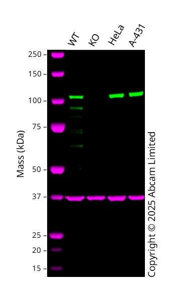 Western blot - Anti-KAP1 antibody [EPR5249] - BSA and Azide free (AB247904)