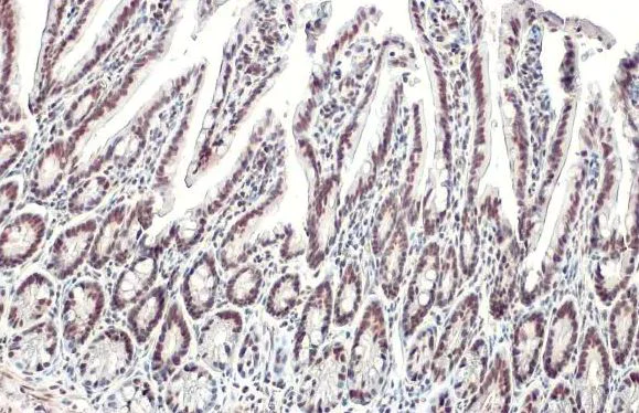Immunohistochemistry (Formalin/PFA-fixed paraffin-embedded sections) - Anti-KAP1 antibody [HL1539] (AB308164)