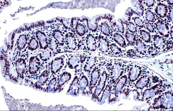 Immunohistochemistry (Formalin/PFA-fixed paraffin-embedded sections) - Anti-KAP1 antibody [HL1539] (AB308164)
