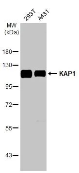 Western blot - Anti-KAP1 antibody [HL1539] (AB308164)