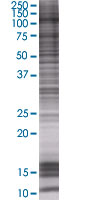 SDS-PAGE - KAP1 overexpression 293T lysate (whole cell) (AB94273), expandable thumbnail