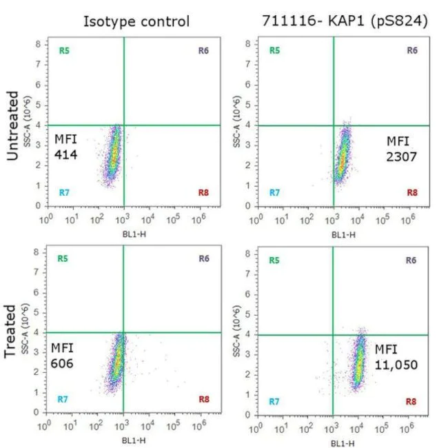 Flow Cytometry - Anti-KAP1 (phosho S824) Antibody [RP23040148] (AB313457)