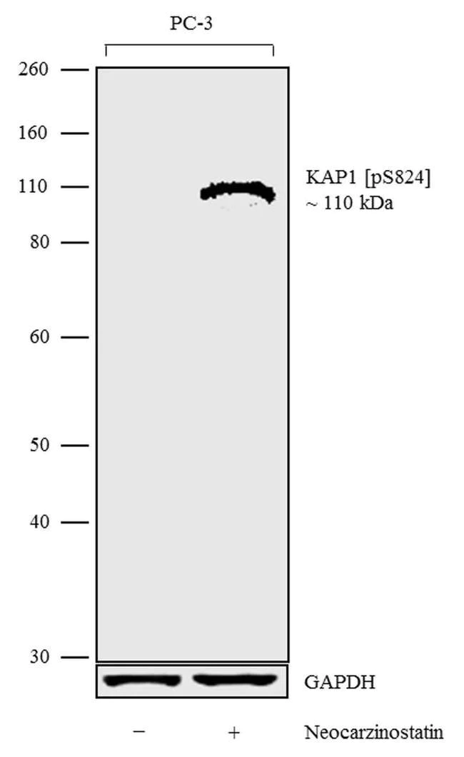 Western blot - Anti-KAP1 (phosho S824) Antibody [RP23040148] (AB313457)