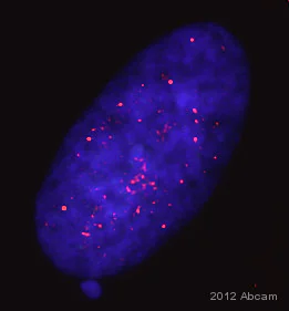 Immunocytochemistry - Anti-KAP1 (phospho S824) antibody (AB70369)