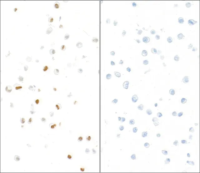 Immunohistochemistry (Formalin/PFA-fixed paraffin-embedded sections) - Anti-KAP1 (phospho S824) antibody (AB70369)