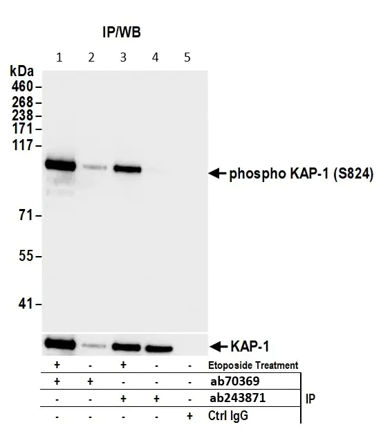 Immunoprecipitation - Anti-KAP1 (phospho S824) antibody (AB70369)