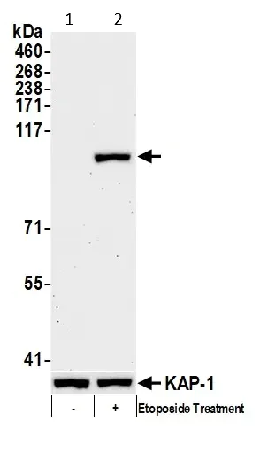 Western blot - Anti-KAP1 (phospho S824) antibody (AB70369)
