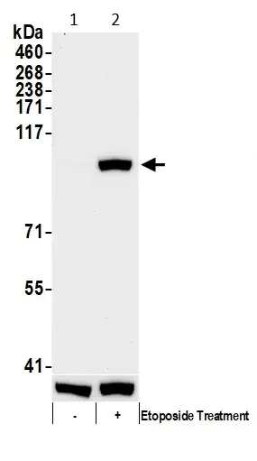 Western blot - Anti-KAP1 (phospho S824) antibody (AB70369)