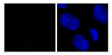 Immunocytochemistry/ Immunofluorescence - Anti-KAP1 (phospho S824) antibody (AB84077)