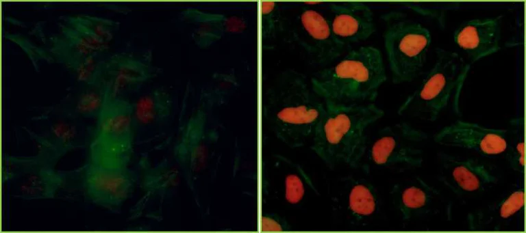 Immunocytochemistry/ Immunofluorescence - Anti-KAP1 (phospho S824) antibody [BL-246-7B5] (AB243870)