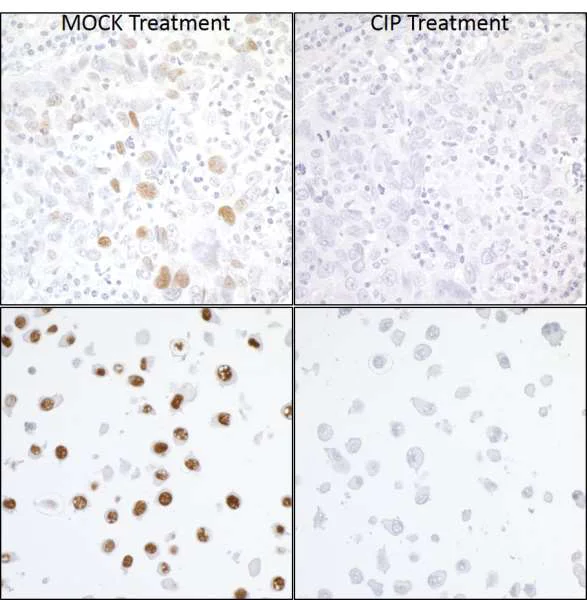 Immunohistochemistry (Formalin/PFA-fixed paraffin-embedded sections) - Anti-KAP1 (phospho S824) antibody [BL-246-7B5] (AB243870)