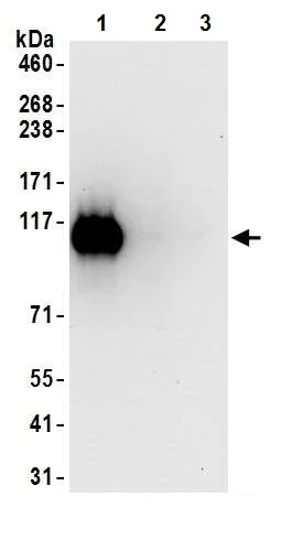 Immunoprecipitation - Anti-KAP1 (phospho S824) antibody [BL-246-7B5] (AB243870)