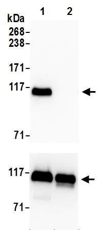 Western blot - Anti-KAP1 (phospho S824) antibody [BL-246-7B5] (AB243870)