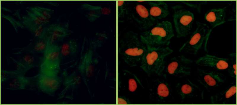 Immunocytochemistry/ Immunofluorescence - Anti-KAP1 (phospho S824) antibody [BL-246-7B5] - BSA free (AB272068), expandable thumbnail