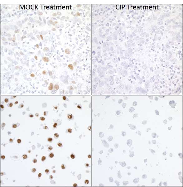 Immunohistochemistry (Formalin/PFA-fixed paraffin-embedded sections) - Anti-KAP1 (phospho S824) antibody [BL-246-7B5] - BSA free (AB272068), expandable thumbnail