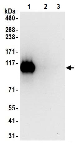 Immunoprecipitation - Anti-KAP1 (phospho S824) antibody [BL-246-7B5] - BSA free (AB272068), expandable thumbnail