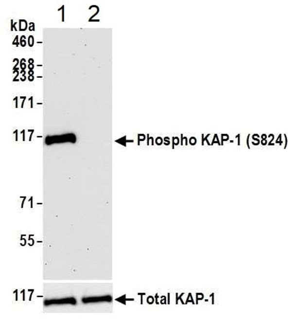 Western blot - Anti-KAP1 (phospho S824) antibody [BL-246-7B5] - BSA free (ab272068), expandable thumbnail
