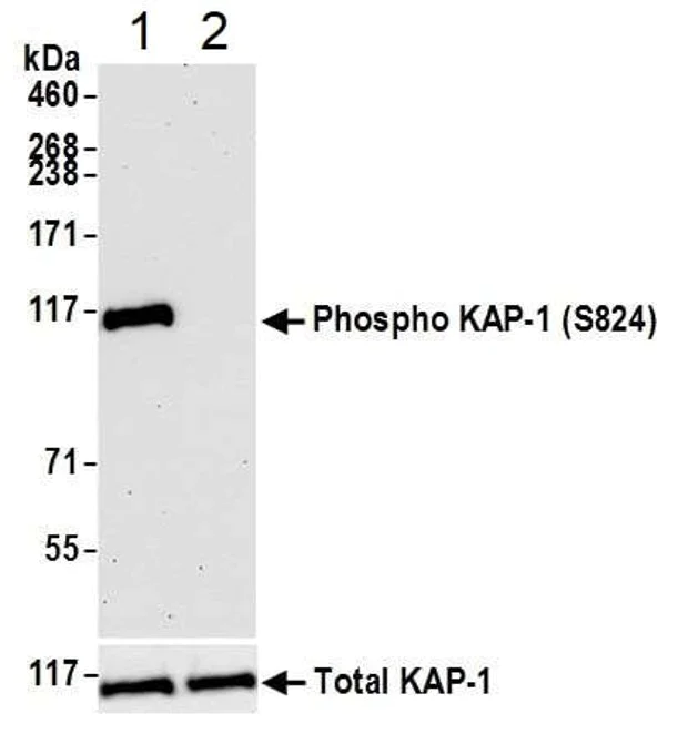 Western blot - Anti-KAP1 (phospho S824) antibody [BL-246-7B5] - BSA free (AB272068)