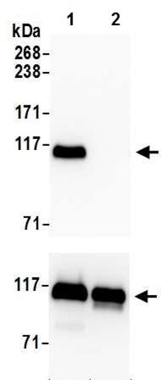Western blot - Anti-KAP1 (phospho S824) antibody [BL-246-7B5] - BSA free (AB272068), expandable thumbnail