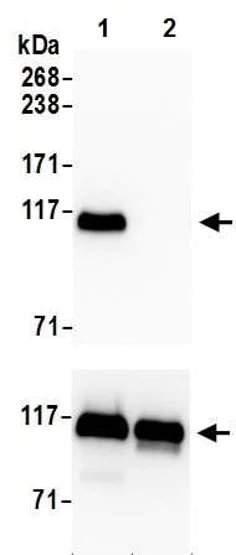 Western blot - Anti-KAP1 (phospho S824) antibody [BL-246-7B5] - BSA free (AB272068)