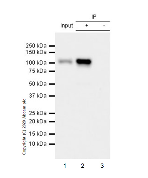 Immunoprecipitation - Anti-KAP1 (phospho S824) antibody [EPR5248] (AB133440), expandable thumbnail