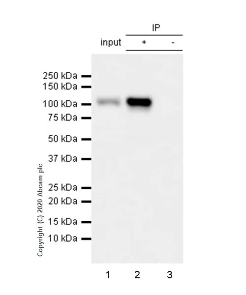 Immunoprecipitation - Anti-KAP1 (phospho S824) antibody [EPR5248] (AB133440)