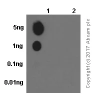 Dot Blot - Anti-KAP1 (phospho S824) antibody [EPR5248] - BSA and Azide free (AB215549)