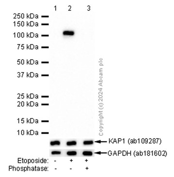 Western blot - Anti-KAP1 (phospho S824) antibody [EPR5248] - BSA and Azide free (AB215549)