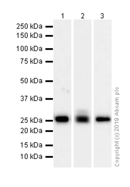 Western blot - Anti-Kappa light chain antibody [EPR5367-8] - BSA and Azide free (AB232152)