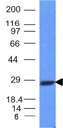 Western blot - Anti-Kappa light chain antibody [HP6053-L1C1] (AB200546), expandable thumbnail