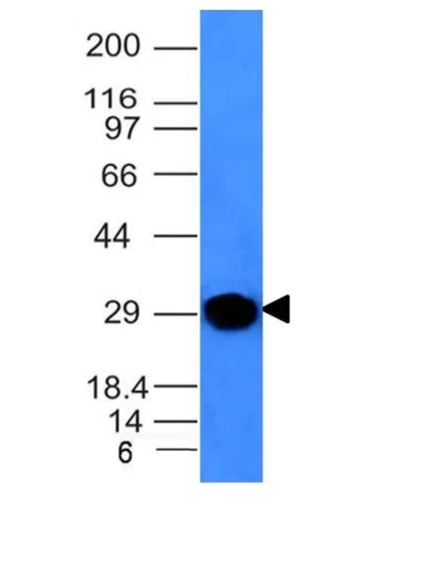 Western blot - Anti-Kappa light chain antibody [KLC264] - BSA and Azide free (AB233888)