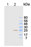 Western blot - Anti-Kappa light chain antibody [KT128] (AB205258)