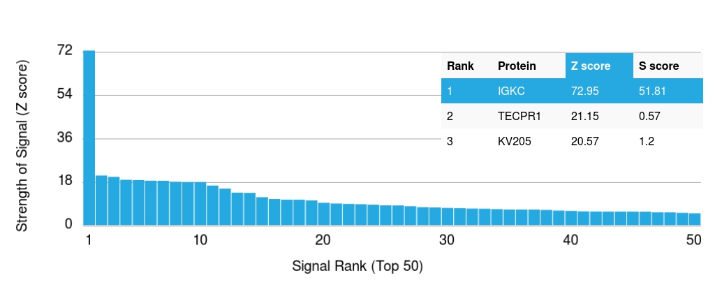 Protein Array - Anti-Kappa light chain antibody [rKLC264] (AB238007), expandable thumbnail