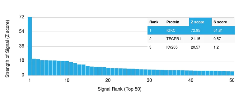 Protein Array - Anti-Kappa light chain antibody [rKLC264] (AB238007)