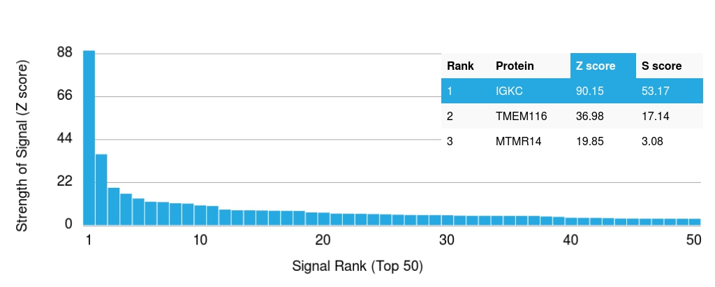 Protein Array - Anti-Kappa light chain antibody [rKLC709] (AB238006), expandable thumbnail