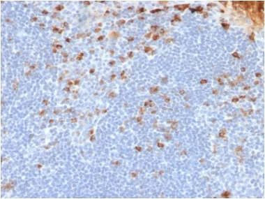 Immunohistochemistry (Formalin/PFA-fixed paraffin-embedded sections) - Anti-Kappa light chain antibody [rL1C1] - BSA and Azide free (AB237852)