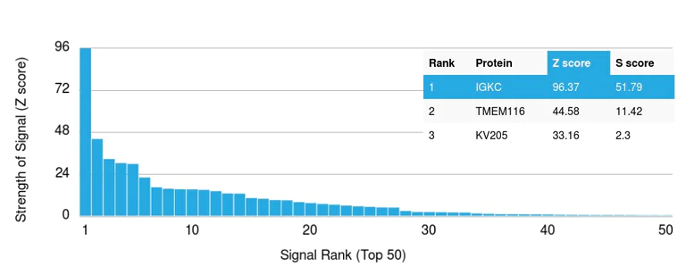Protein Array - Anti-Kappa light chain antibody [rL1C1] - BSA and Azide free (AB237852)