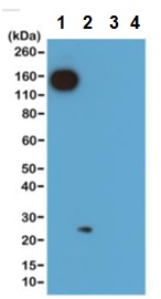 Western blot - Anti-Kappa light chain antibody [RM103] (AB190484), expandable thumbnail