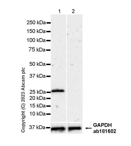 Western blot - Anti-Kappa light chain antibody [RM1057] (AB313895)