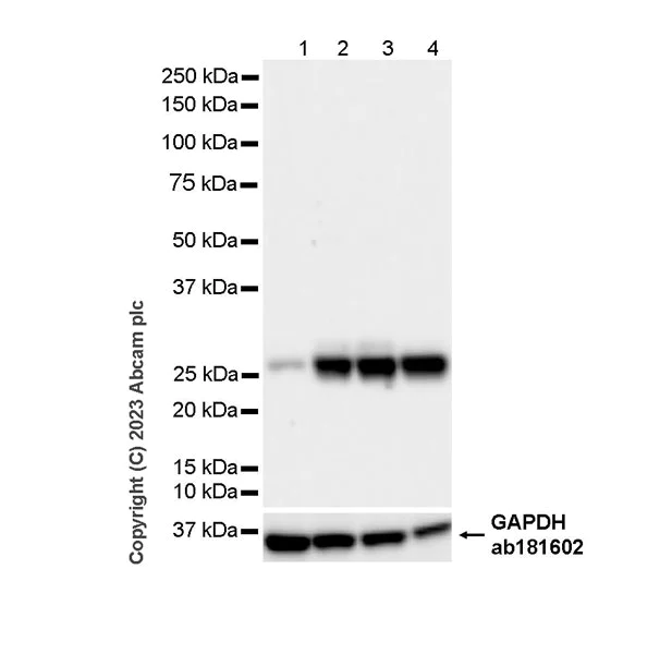 Western blot - Anti-Kappa light chain antibody [RM1057] (AB313895)