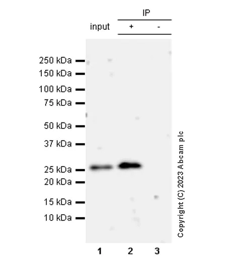 Immunoprecipitation - Anti-Kappa light chain antibody [RM1057] - BSA and Azide free (AB313896)
