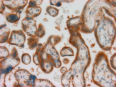 Immunohistochemistry (Formalin/PFA-fixed paraffin-embedded sections) - Anti-Kappa Opioid Receptor antibody (AB113533), expandable thumbnail