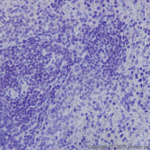 Immunohistochemistry (Formalin/PFA-fixed paraffin-embedded sections) - Anti-Kappa Opioid Receptor antibody [EPR18881] (ab183825), expandable thumbnail