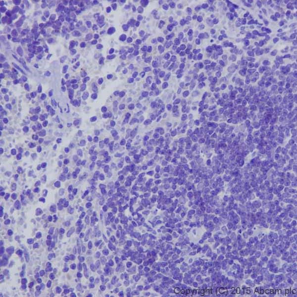 Immunohistochemistry (Formalin/PFA-fixed paraffin-embedded sections) - Anti-Kappa Opioid Receptor antibody [EPR18881] (AB183825), expandable thumbnail