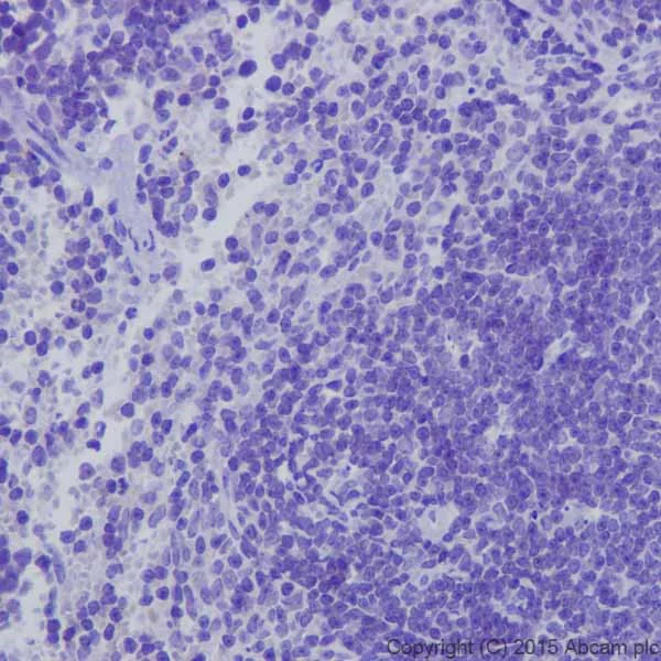 Immunohistochemistry (Formalin/PFA-fixed paraffin-embedded sections) - Anti-Kappa Opioid Receptor antibody [EPR18881] (AB183825)