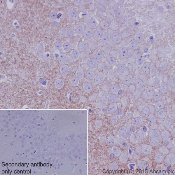 Immunohistochemistry (Formalin/PFA-fixed paraffin-embedded sections) - Anti-Kappa Opioid Receptor antibody [EPR18881] - BSA and Azide free (AB240278)