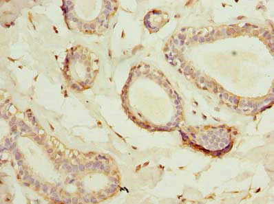 Immunohistochemistry (Formalin/PFA-fixed paraffin-embedded sections) - Anti-KAR antibody (AB236990)