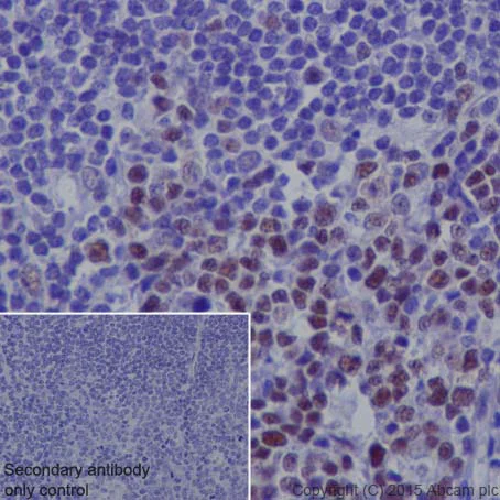Immunohistochemistry (Formalin/PFA-fixed paraffin-embedded sections) - Anti-KAT1 / HAT1 antibody [EPR18661] - BSA and Azide free (AB251166)