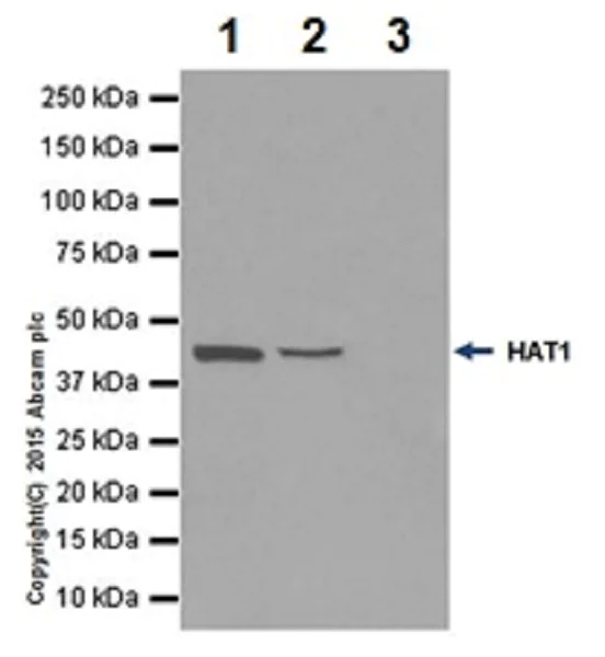 Immunoprecipitation - Anti-KAT1 / HAT1 antibody [EPR18661] - BSA and Azide free (AB251166)